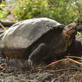 'Extinct' Giant Tortoise Found Alive On Galapagos Island After More Than A Century