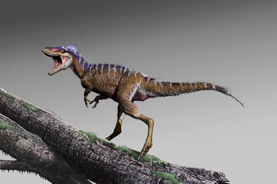 New Tyrannosaur Dinosaur Fossil Discovered: Meet the Moros Intrepidus ...