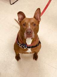 dog needs a home