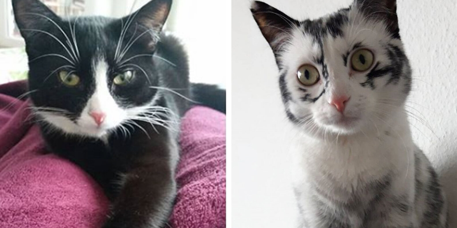 Rescued Cat With Rare Condition Changes Colors Due To Vitiligo The Dodo