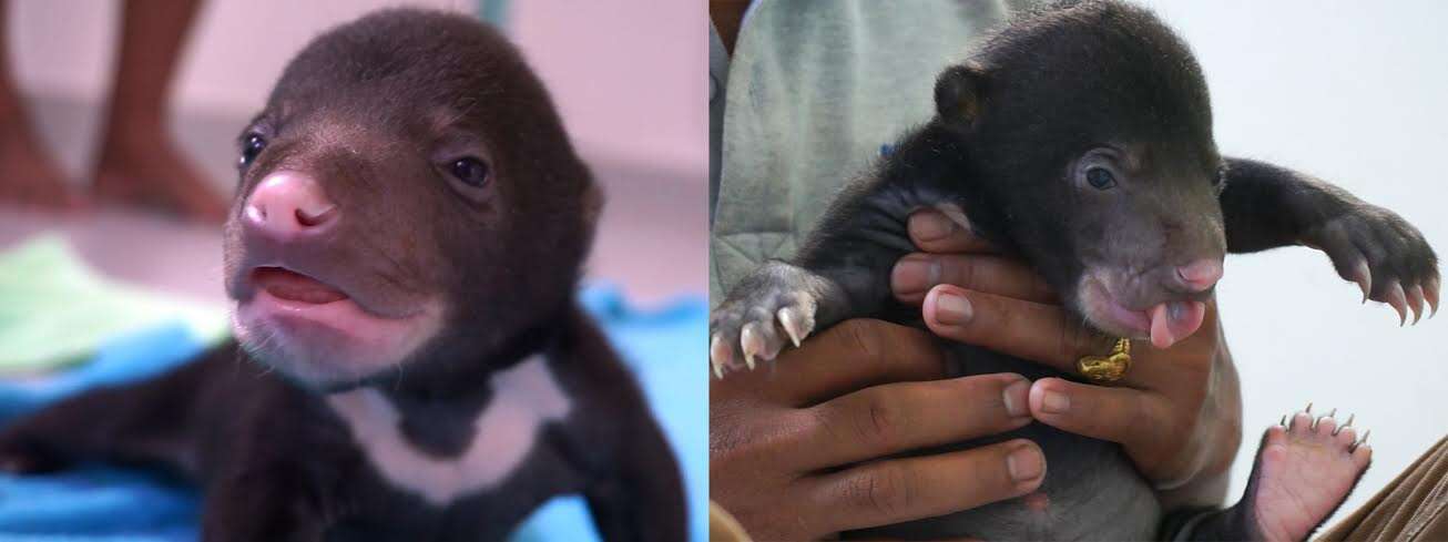 bear rescue cambodia