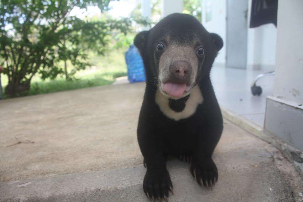 bear rescue cambodia