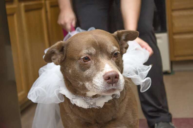 dog rescue marriage