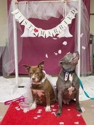 dog rescue senior wedding