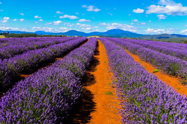 Lawrence_Chung/shutterstock