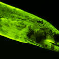 Decoding the Secret Signals of Glow-in-the-Dark Sea Creatures