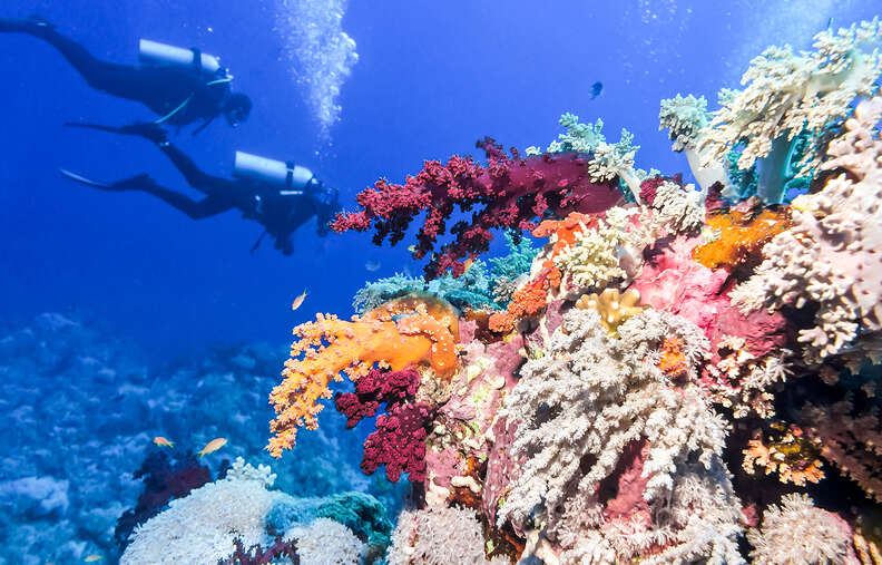 scuba divers sailing past a coral reef