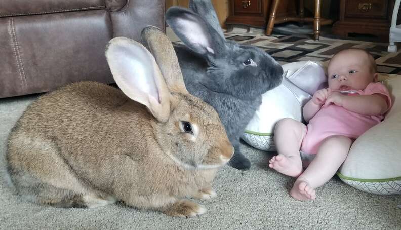 Giant Rabbits Instantly Fall In Love With Their New Baby Sister The Dodo