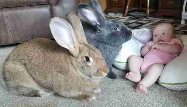 Giant Rabbits Instantly Fall In Love With Their New Baby Sister - The Dodo