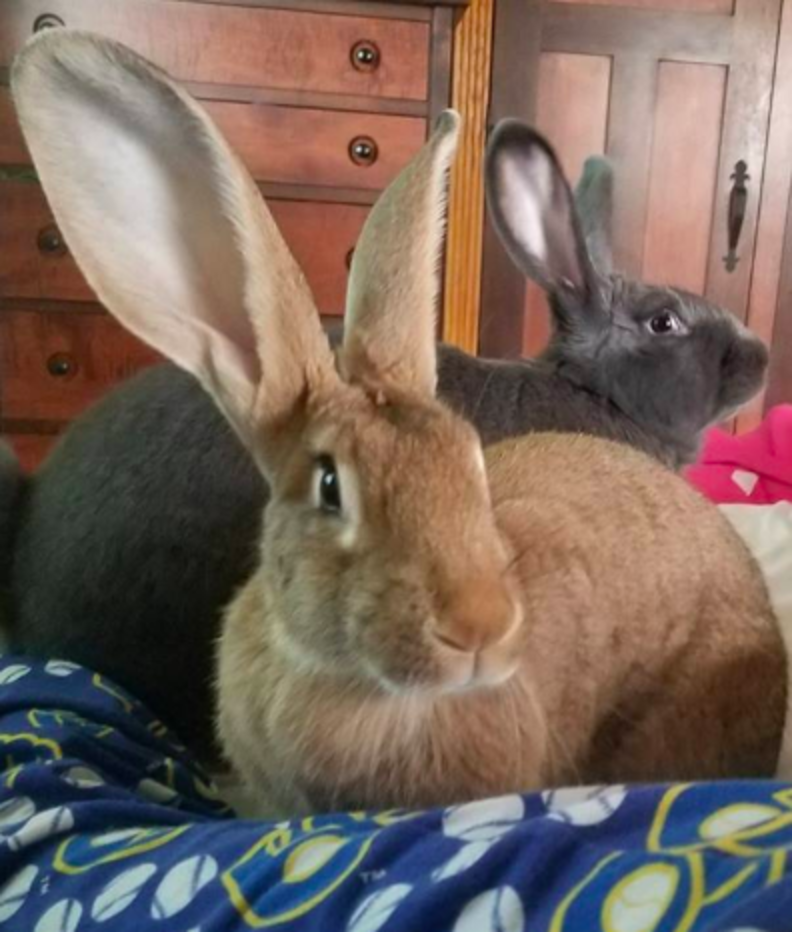 Giant Rabbits Instantly Fall In Love With Their New Baby Sister - The Dodo