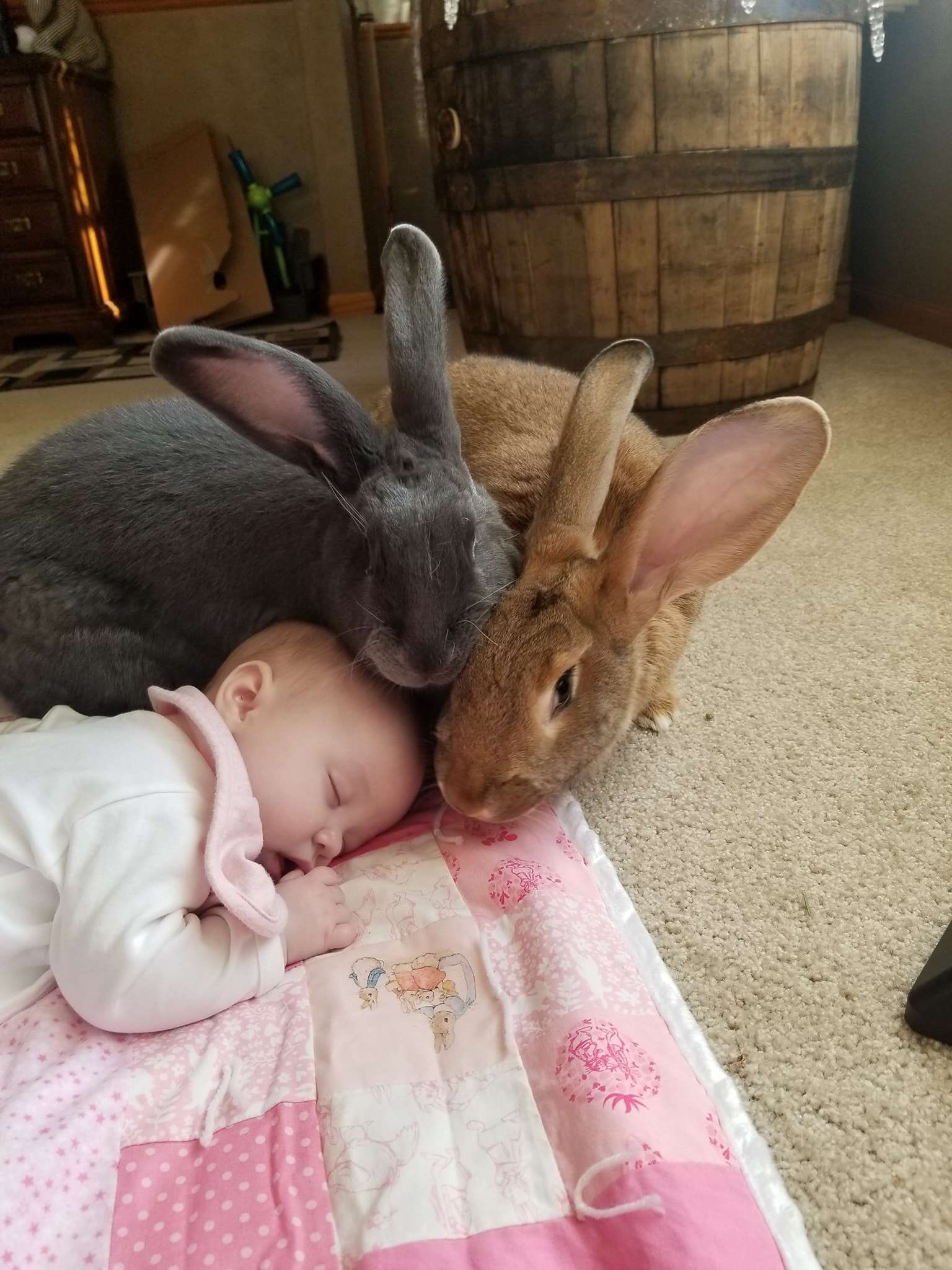 rabbit rescue therapy baby