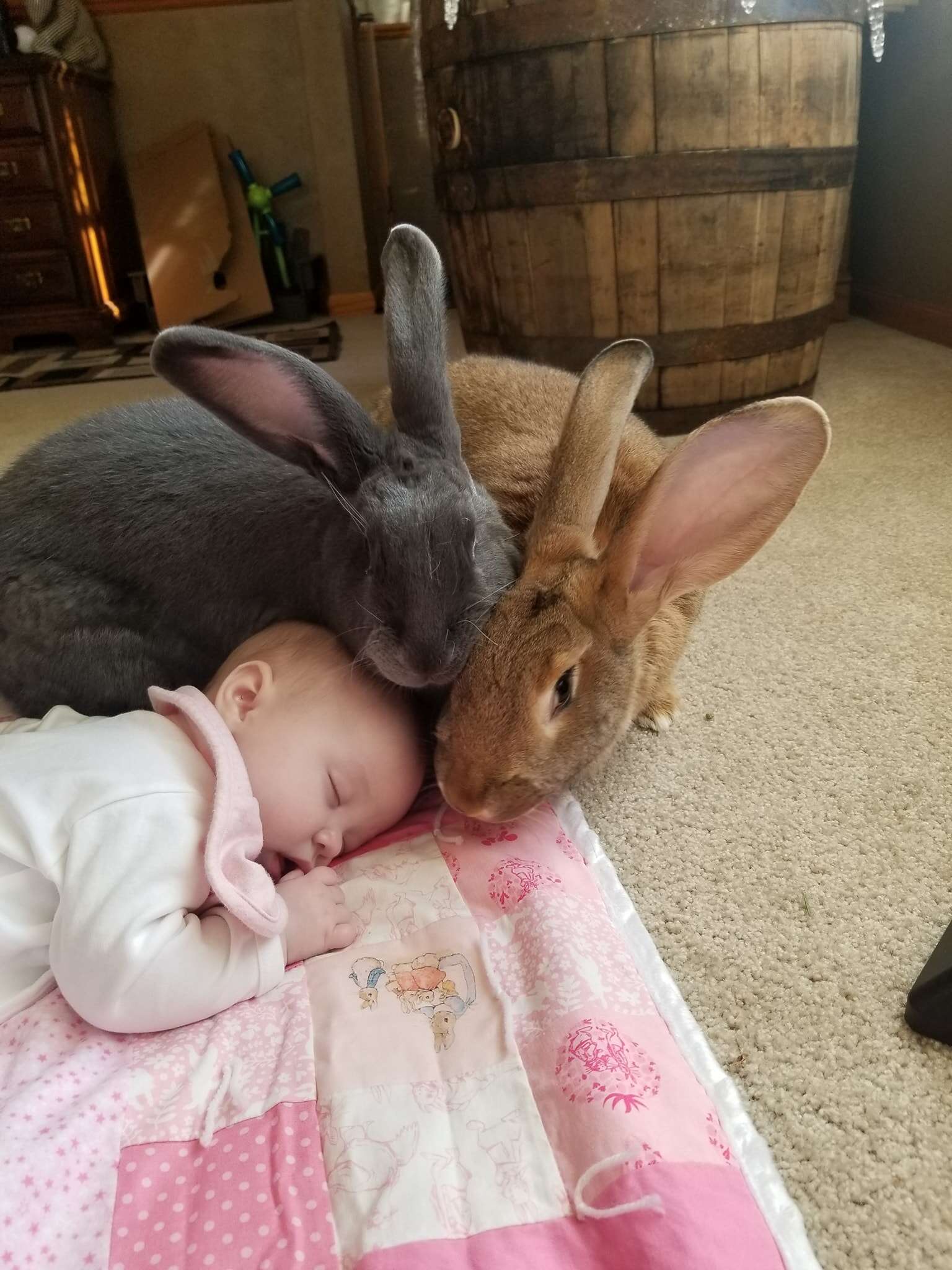 Giant Rabbits Instantly Fall In Love With Their New Baby Sister