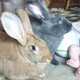 Giant Rabbit Couple Decides They're In Charge Of New Baby Sister