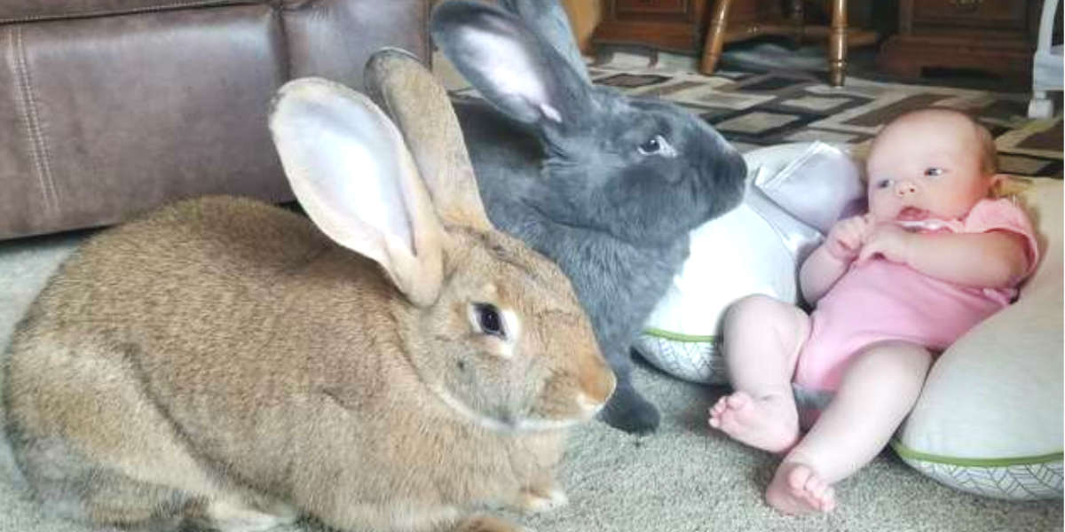 Giant Rabbits Instantly Fall In Love With Their New Baby Sister The Dodo