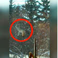 Wild coyote climbing tree to snack on apples in Ontario