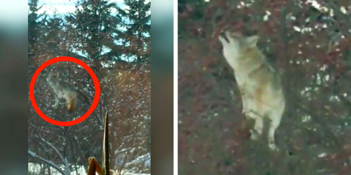 Viral Video Shows Wild Coyote Climbing Apple Tree For Snacks - The Dodo