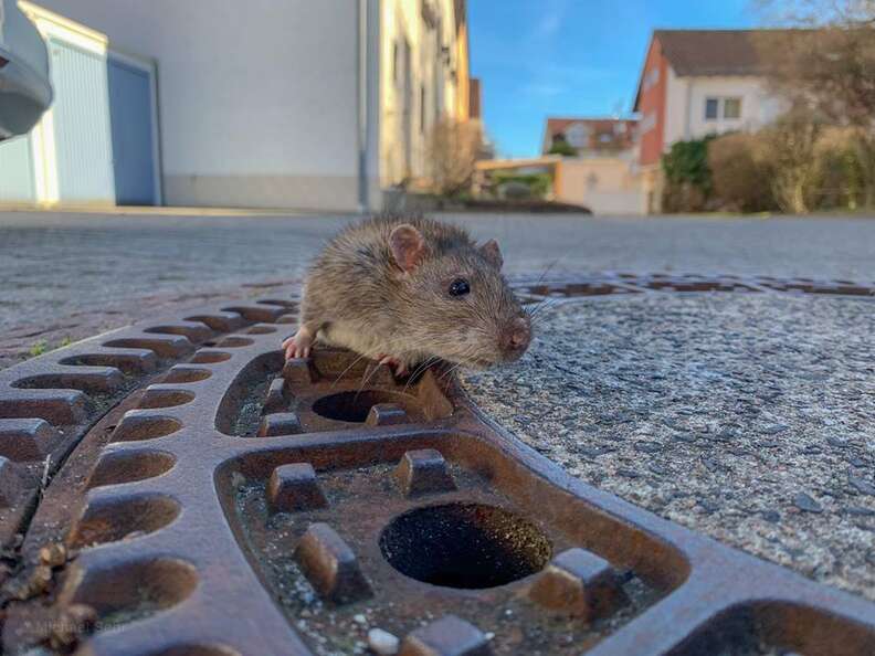 rat waving from a drain — Finished the yeti soup pic and by request added  it