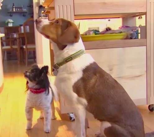 Remy and Bomber the dogs who called the cops