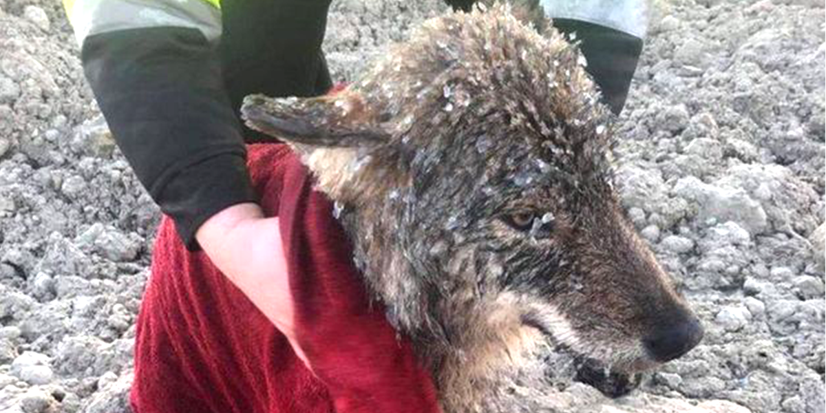 Workers Rescue Wolf From Drowning In Frozen Lake The Dodo