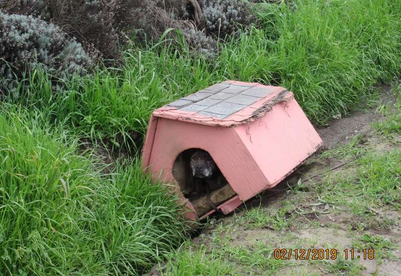 Pebbles the pit bull sitting in the abandoned dog house
