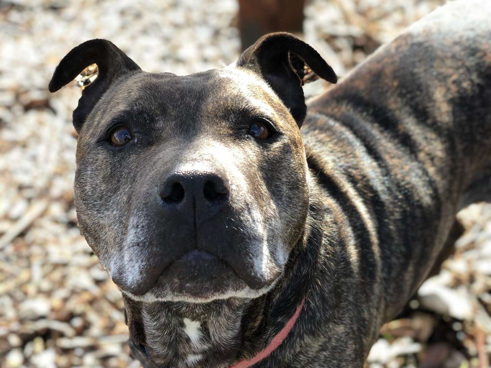 Pit Bull Abandoned On Side Of Road In Pink Doghouse - The Dodo