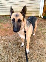 Stray German shepherd surprises rescuer by giving birth to a green puppy
