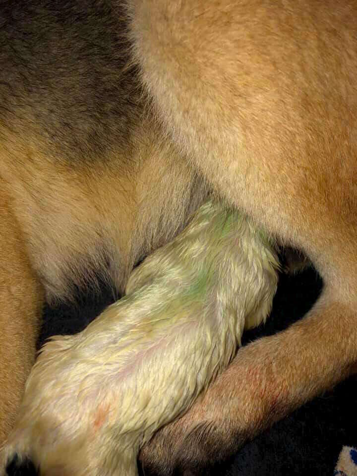 Stray German shepherd surprises rescuer by giving birth to a green puppy