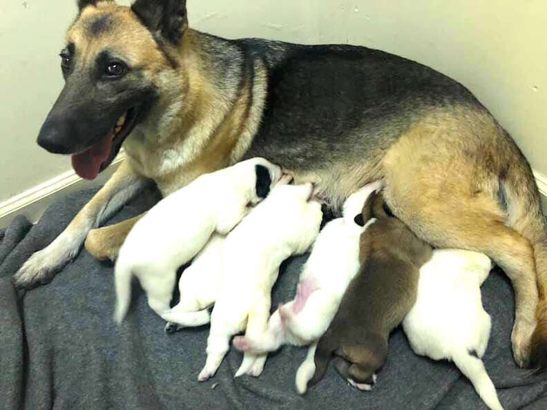 Stray German shepherd surprises rescuer by giving birth to a green puppy