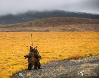 Wild grizzlies getting backs scratched
