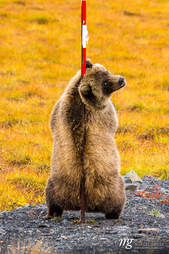 Wild grizzly bear seen scratching back by wildlife photographer
