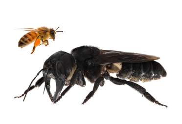 giant bee