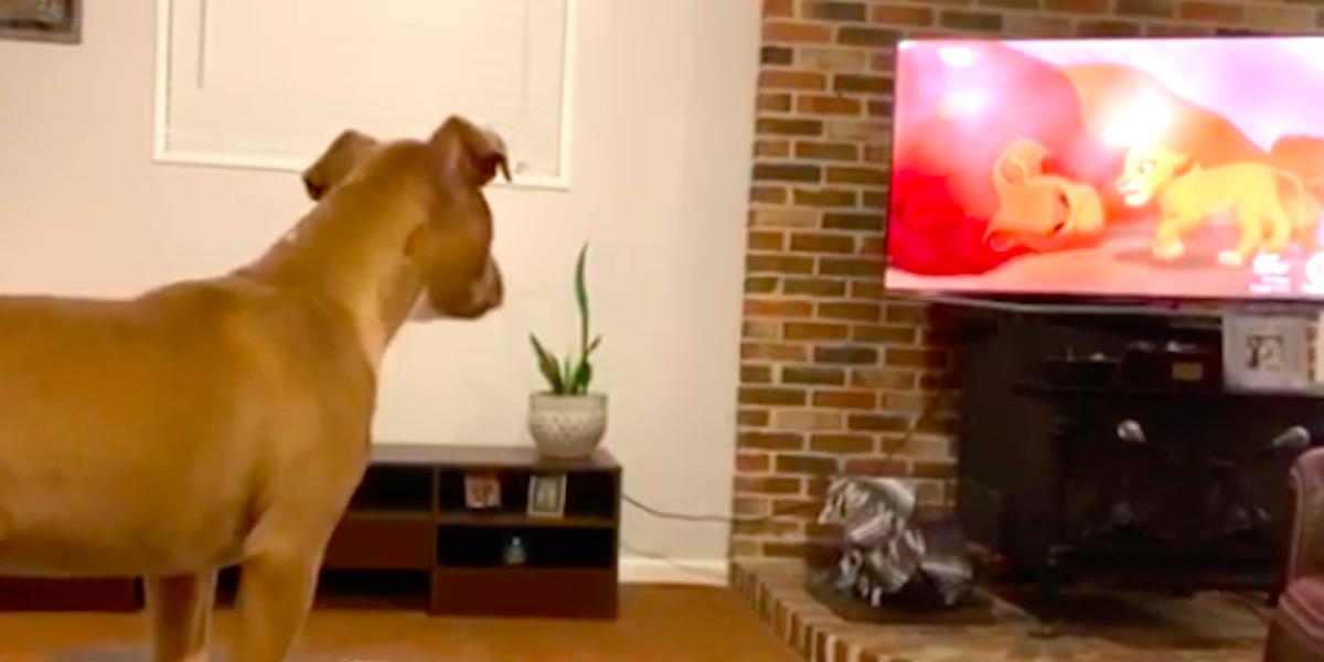 Sensitive Pit Bull Has Sweet Reaction To Sad Moment In 'The Lion King ...