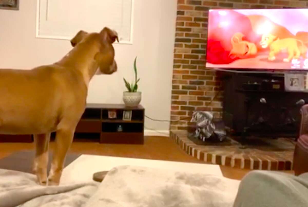 Sensitive pit bull reacting to sad part of The Lion King