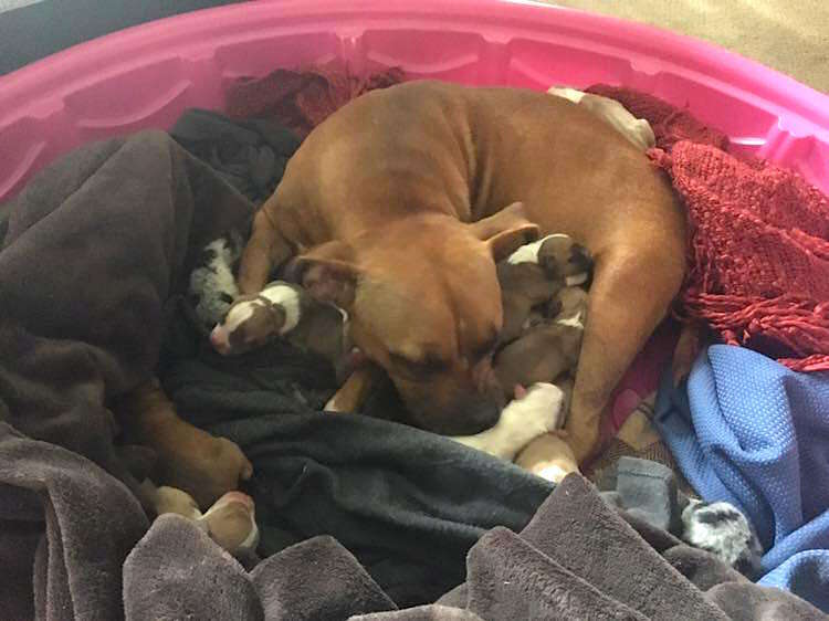 Rescue pit bull who gave birth to puppies