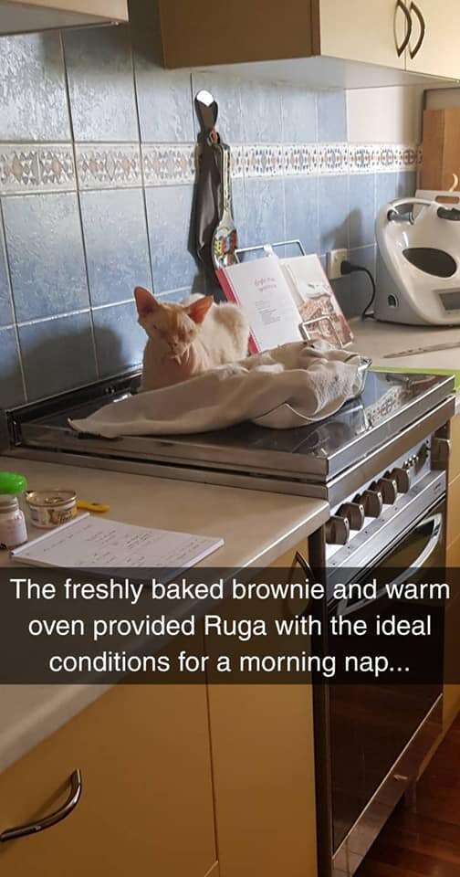 cat sits on brownies