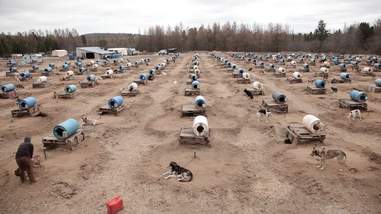 sled dogs