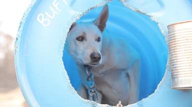 sled dog chocpaw expeditions