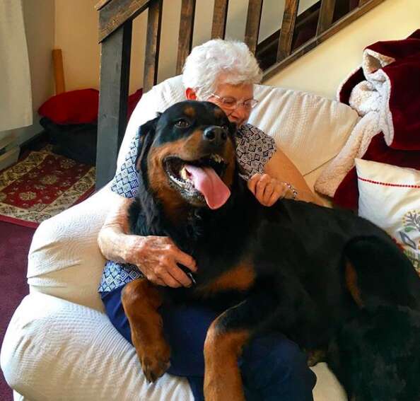 Huge dog sits on grandma's lap