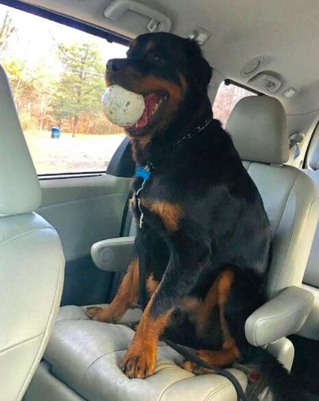 Huge Rottweiler Proves To Grandma He Can Be A Lapdog Too The Dodo