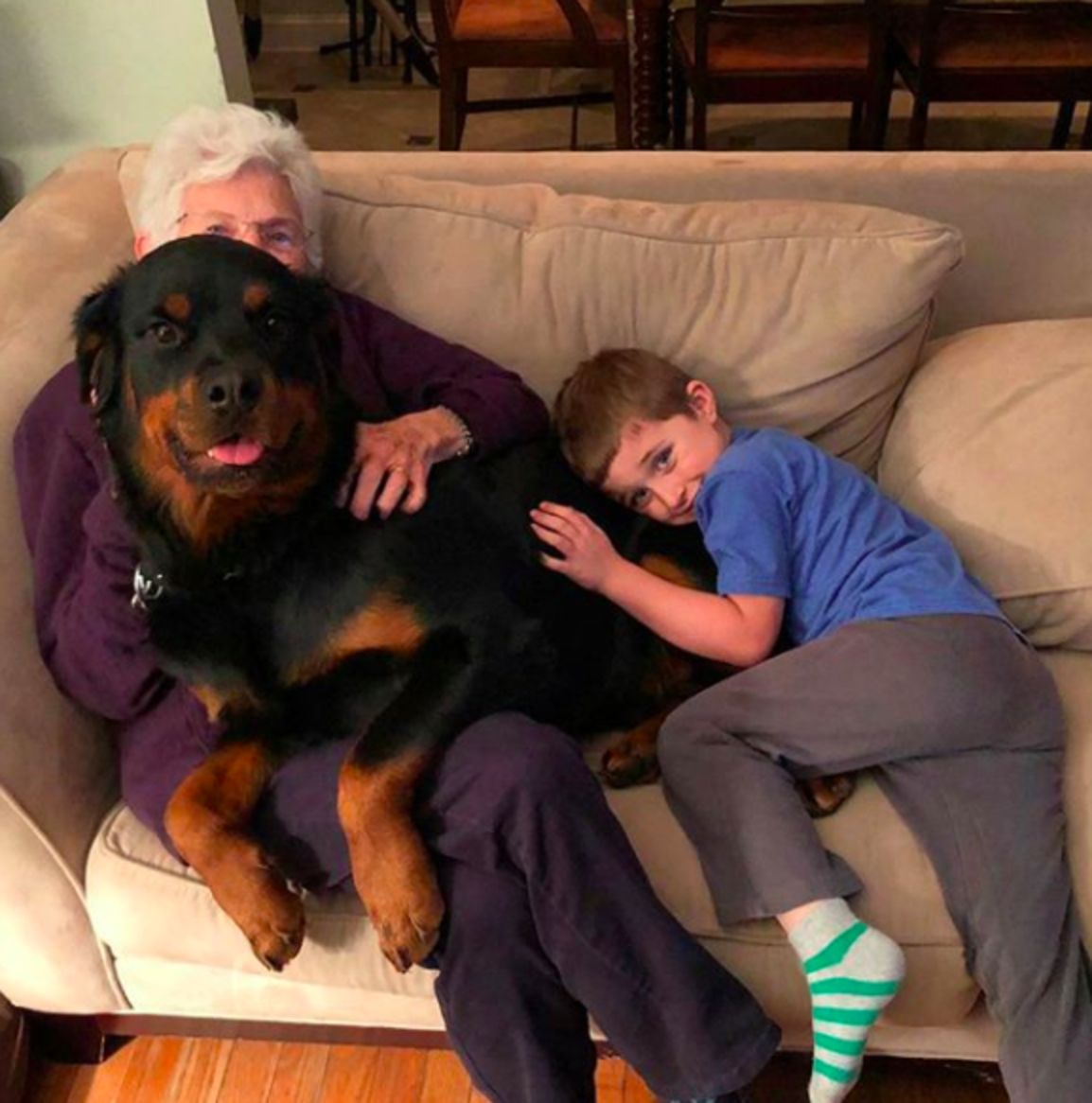 Huge Rottweiler Proves To Grandma He Can Be A 'Lapdog' Too - The Dodo
