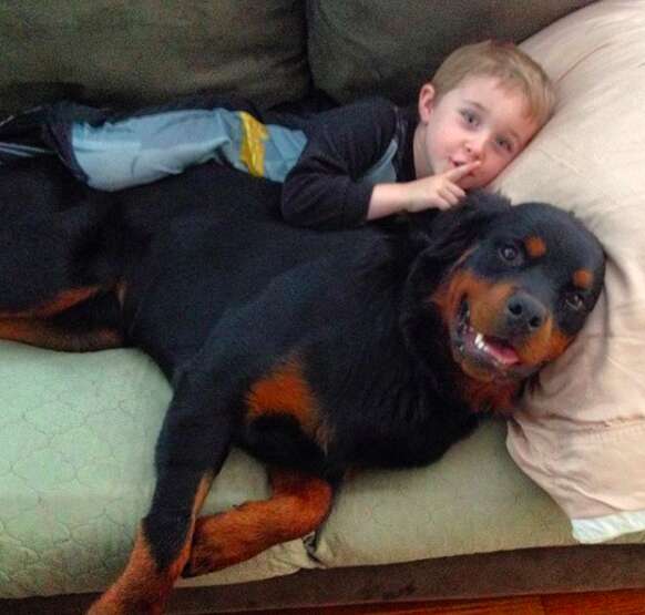 Rottweiler snuggles his little brother