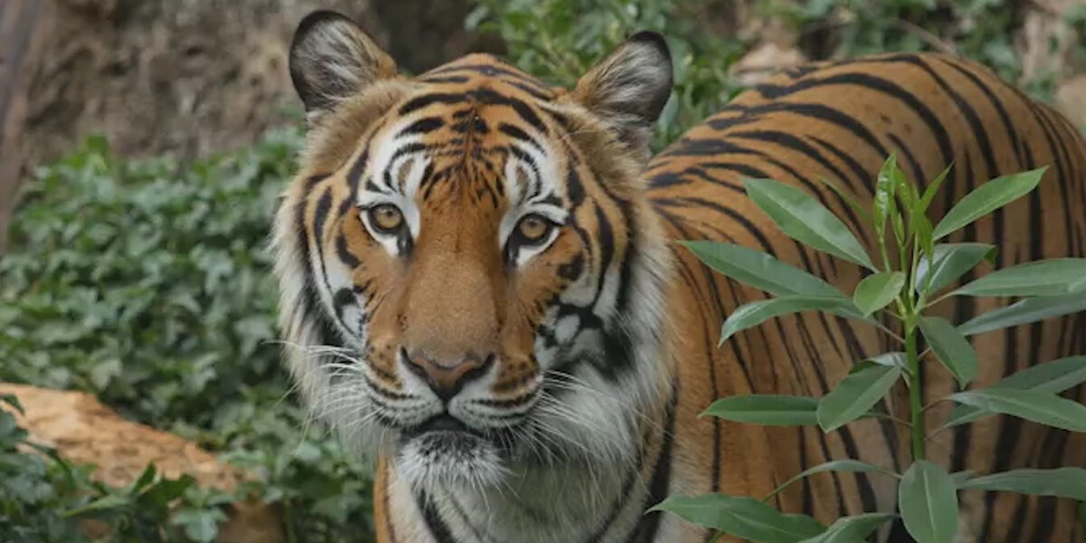 Here's Why Tigers Are Going Extinct - Videos - The Dodo
