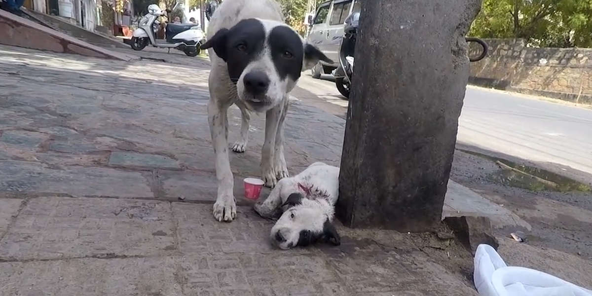 Mother Dog Cries For Help So Someone Will Save Her Baby - Videos - The Dodo