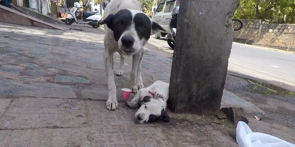 Mother Dog Cries For Help So Someone Will Save Her Baby - Videos - The Dodo