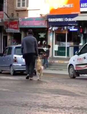 Dog holding owner's hand while crossing the street in Nepal