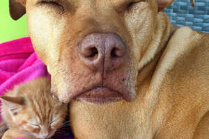 Watch This Kitten Grow Up With A Pit Bull 
