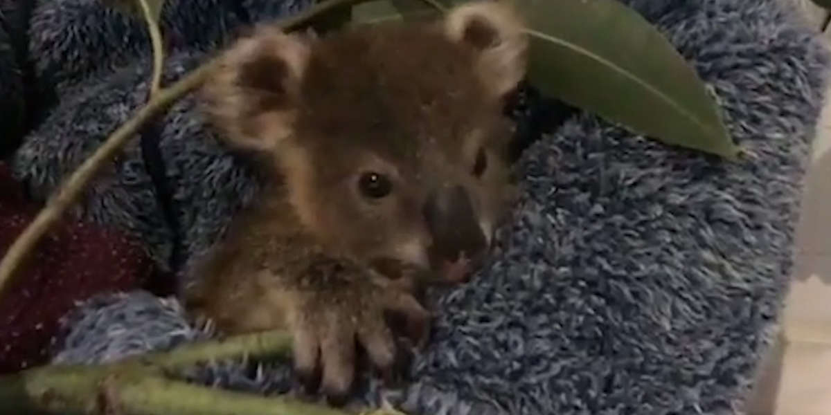 Baby Koala Gets Ready To Go Home - Videos - The Dodo