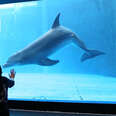 Here's How Some Dolphins End Up In Aquariums