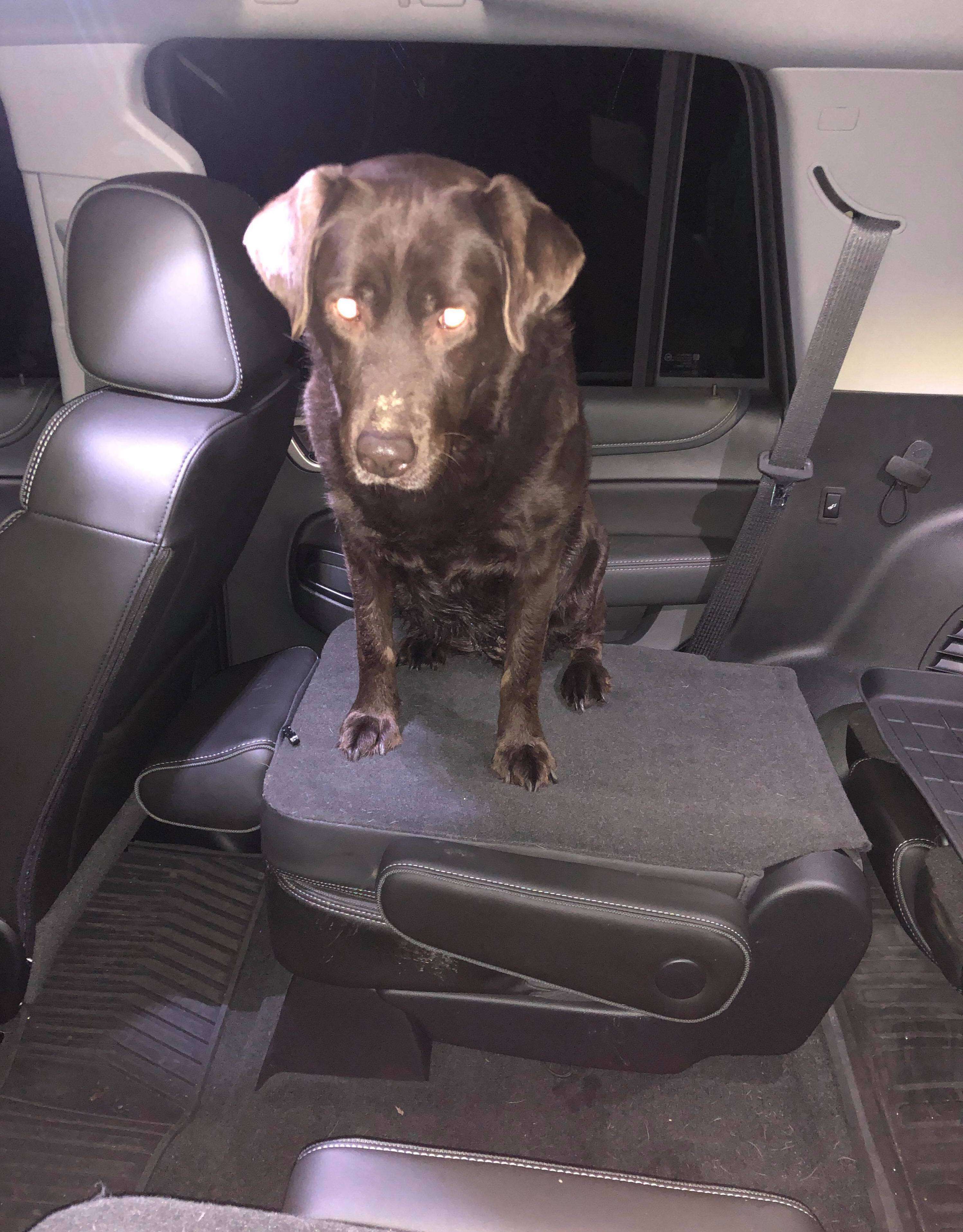 Roxy the lost chocolate Lab safely in a car