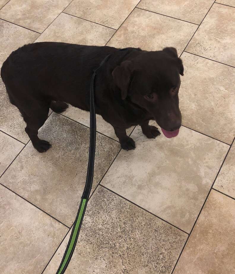 Roxy the lost dog at the vet getting scanned for a microchip